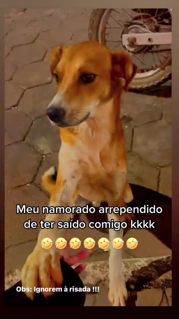 Olha o cachorro mano D: : r/enkazpetados