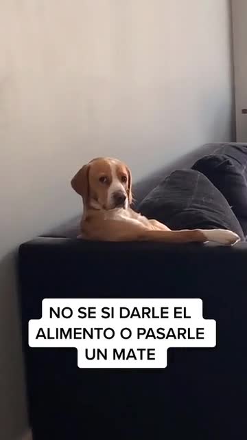 Cachorro é flagrado assistindo futebol sentado no sofá feito gente